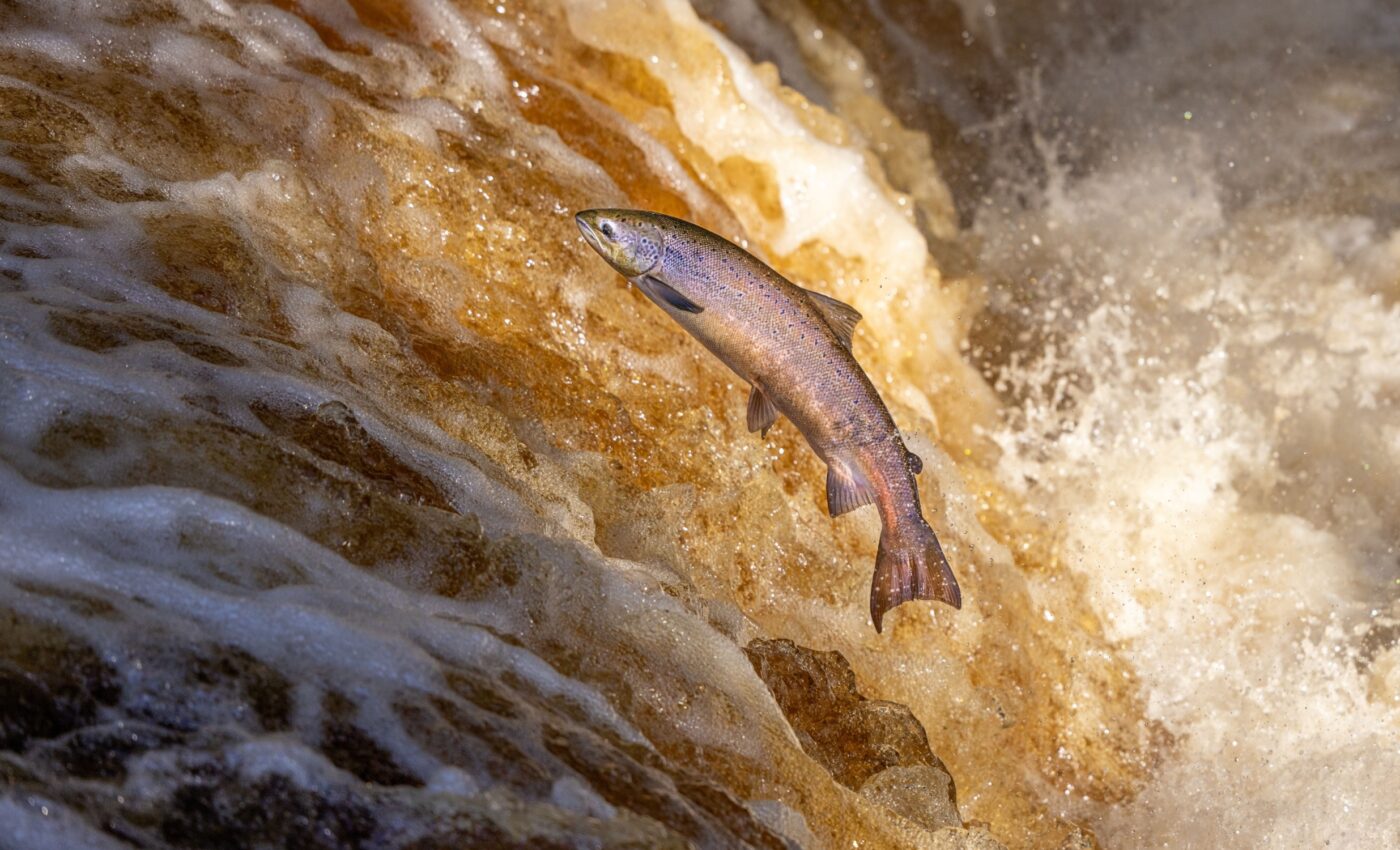 Salmon migration routes discovered using historical data