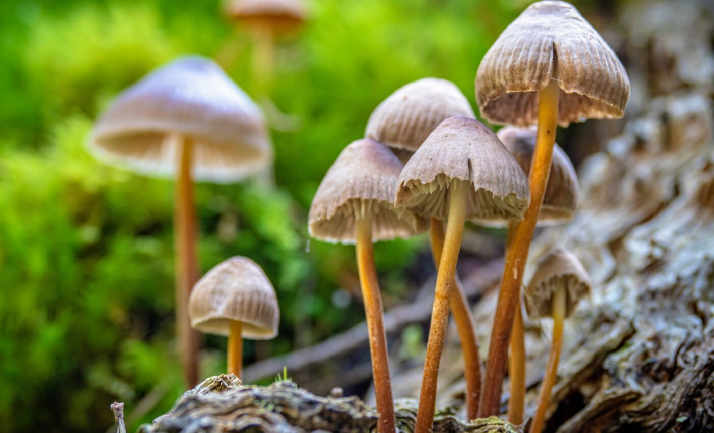 How did magic mushrooms evolve to contain psilocybin?