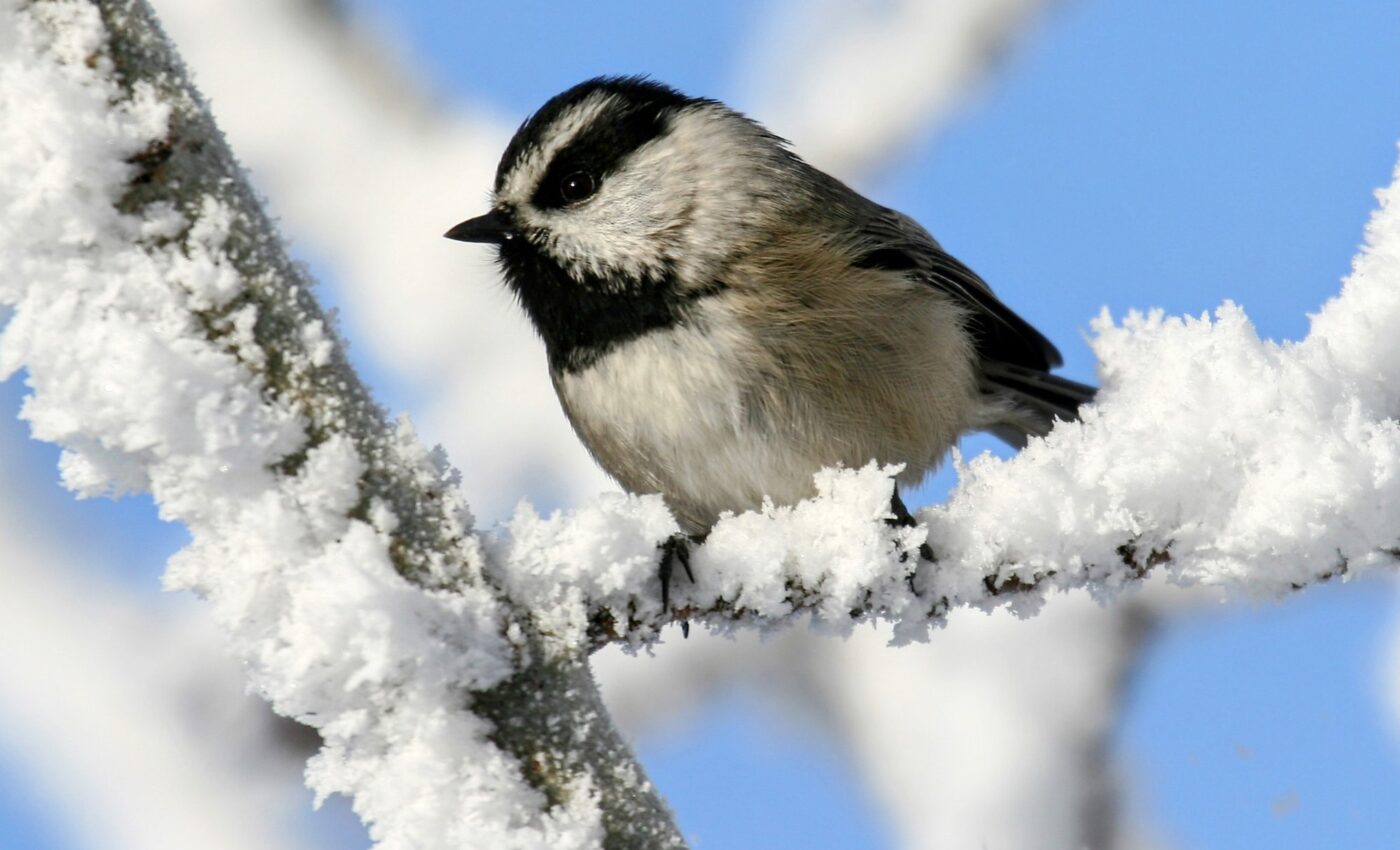 Mountain chickadees have an extraordinary memory