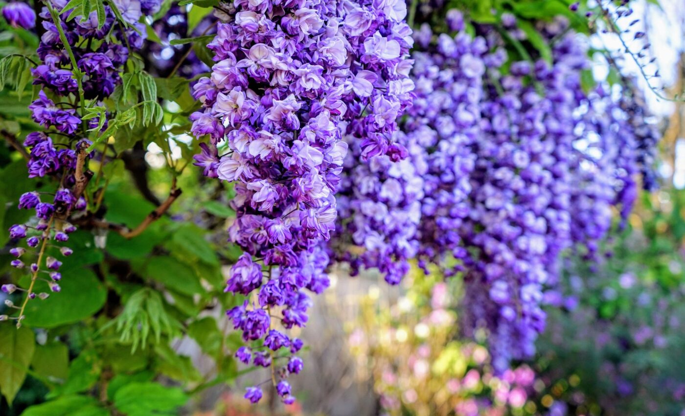 Invasive plants alter the soundscape of ecosystems