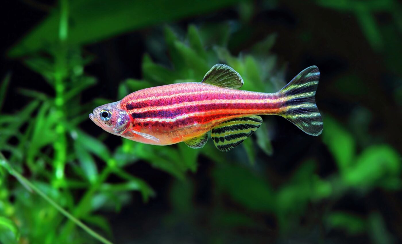 Secrets of zebrafish heart regeneration could transform human cardiac care