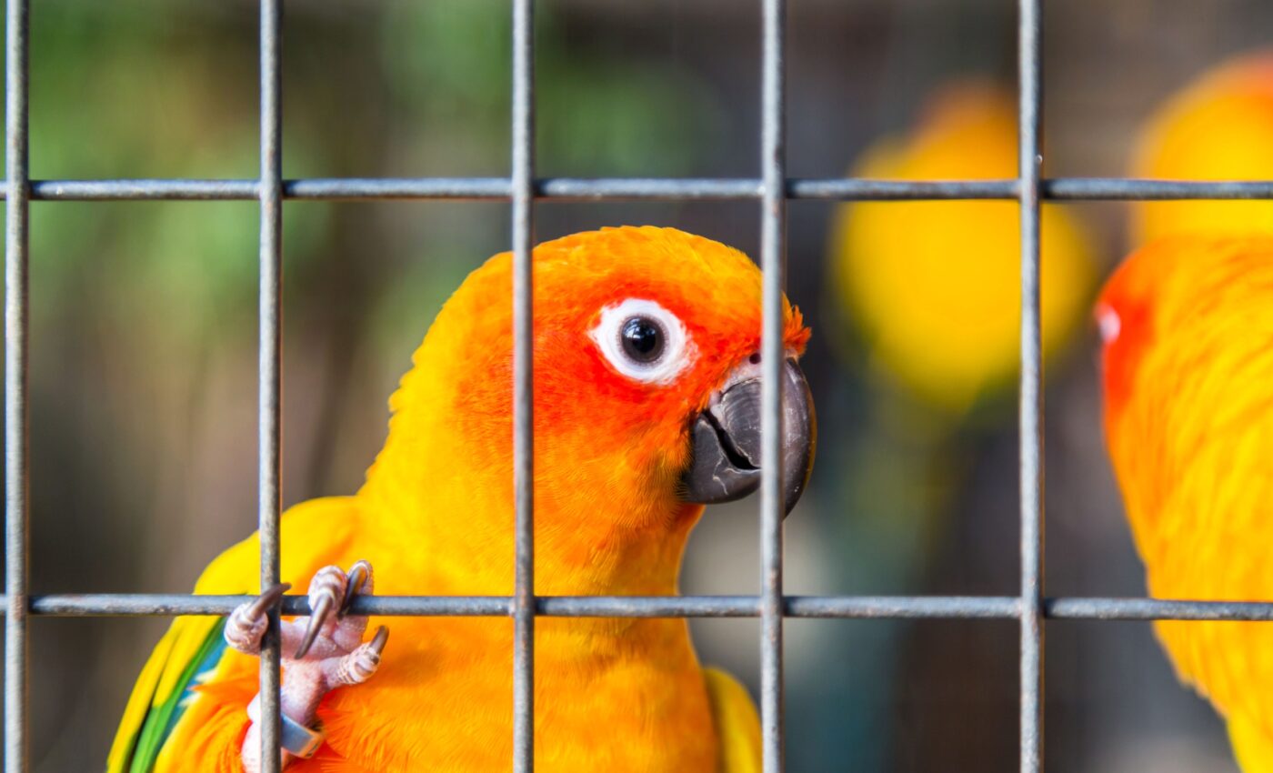 Saving parrots in the illegal wildlife trade with DNA technology