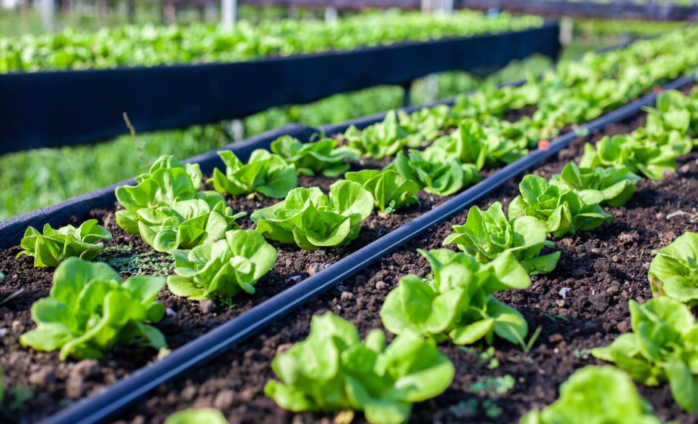 Soil microbes may shape the flavor and spiciness of food and wine