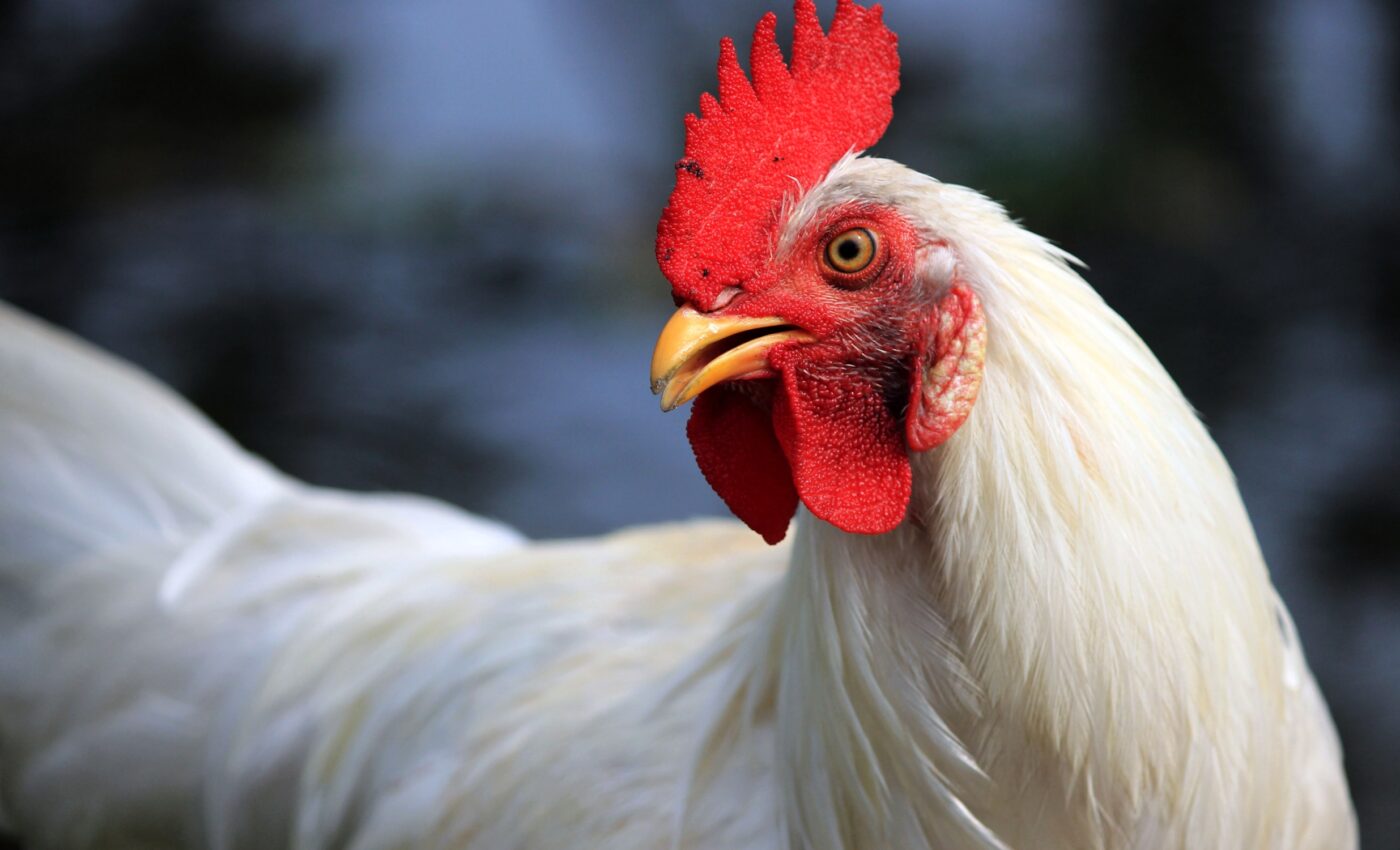 Chickens' faces change color depending on their emotions