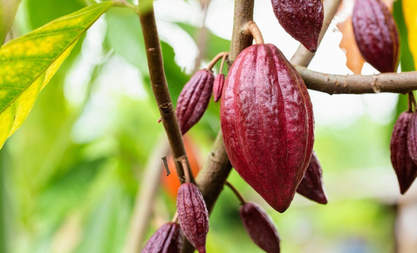 Deadly virus threatens global chocolate supply