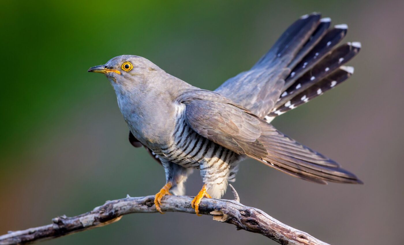 Female cuckoo colors provide evolutionary advantages
