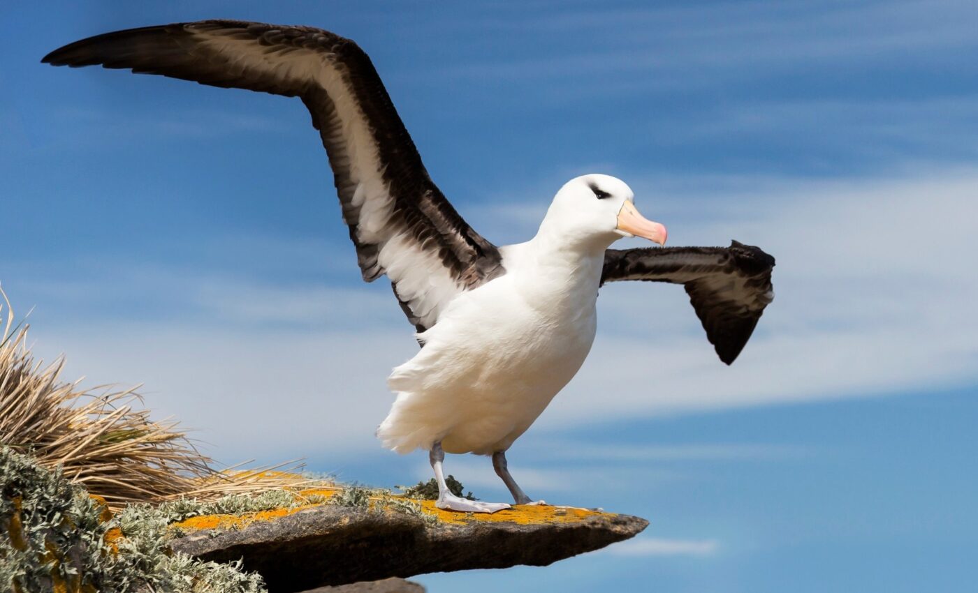 How do migratory birds navigate with such accuracy?