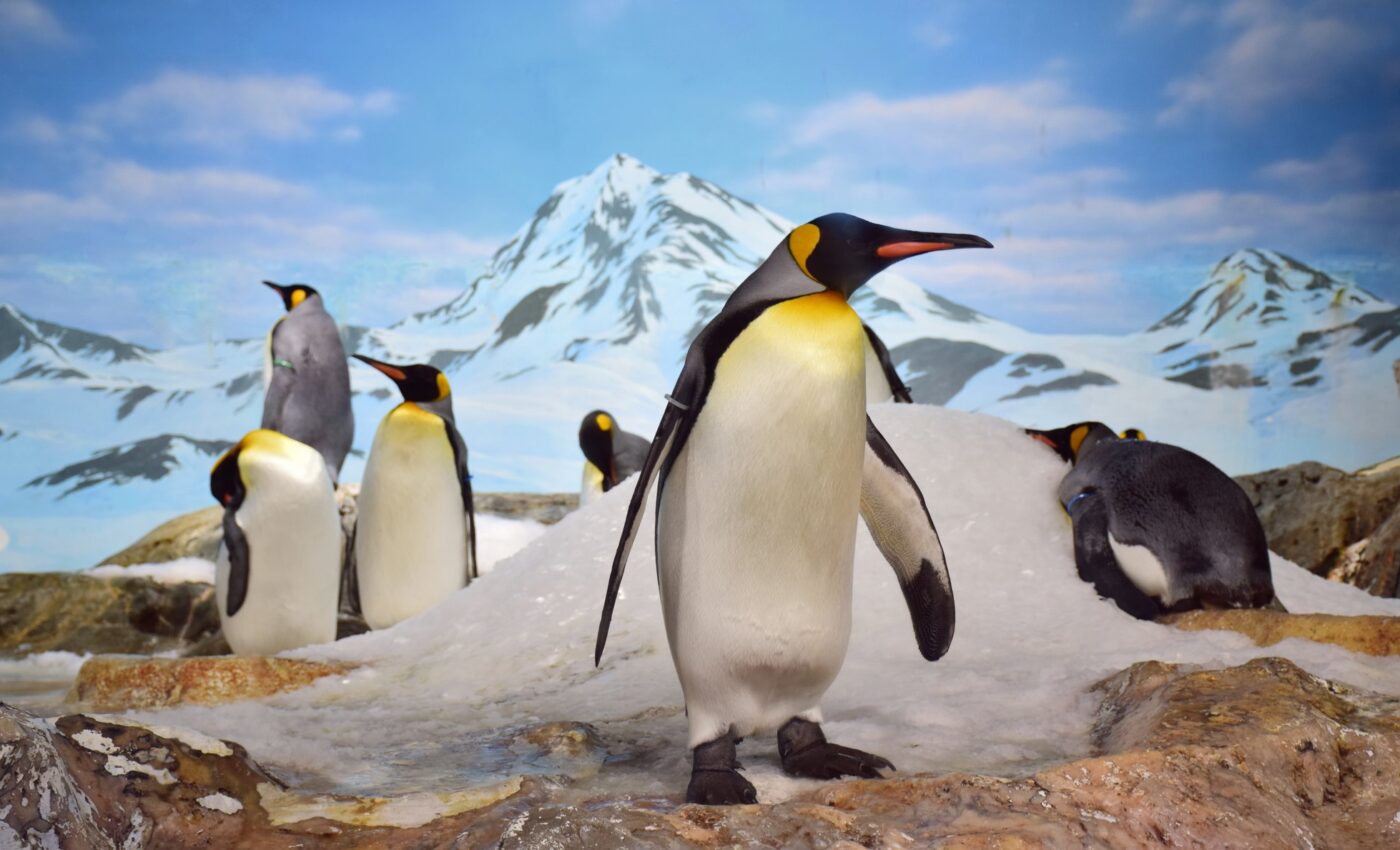 Emperor penguins are rapidly vanishing due to sea ice decline