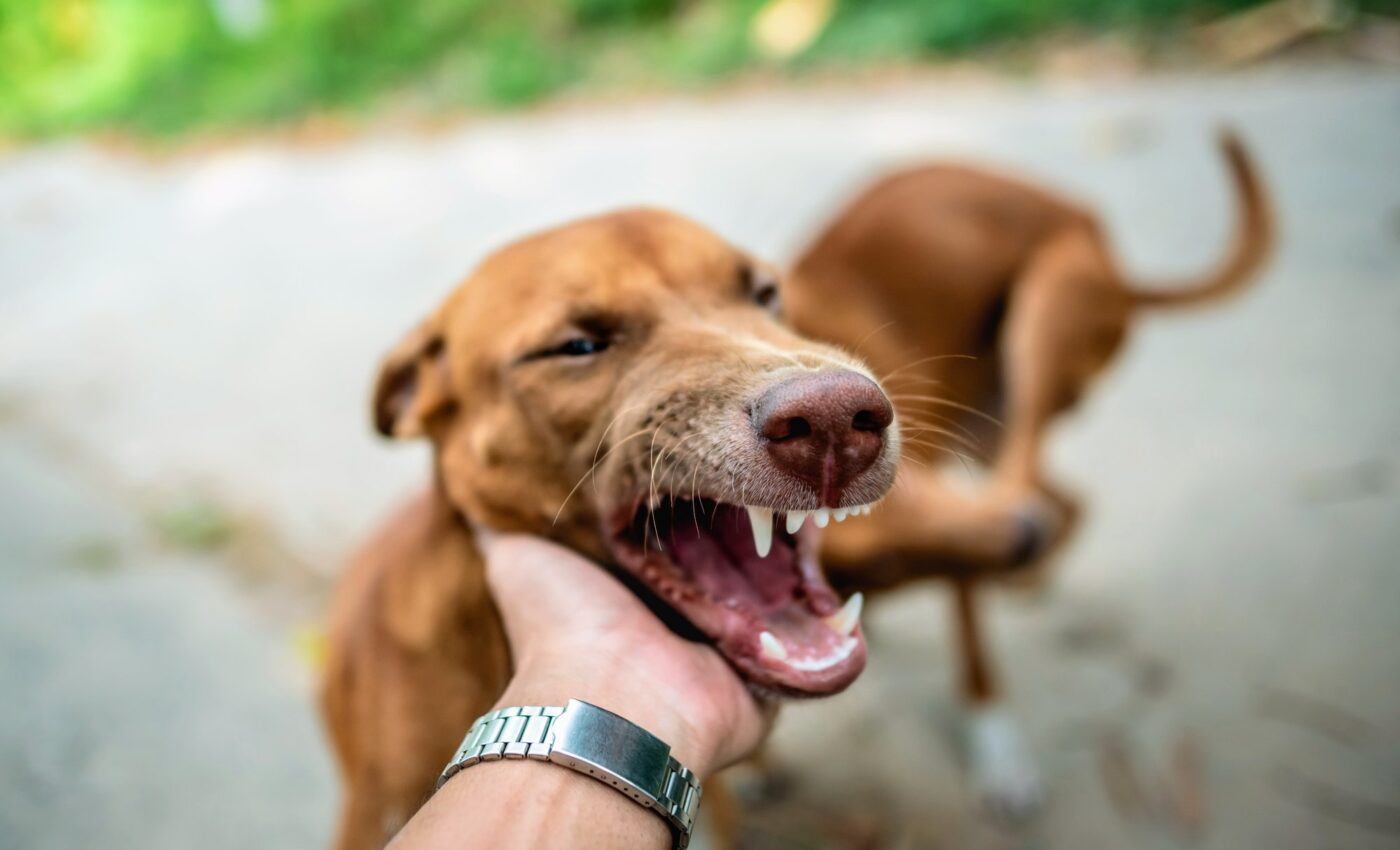 Can you control your dog’s aggression?