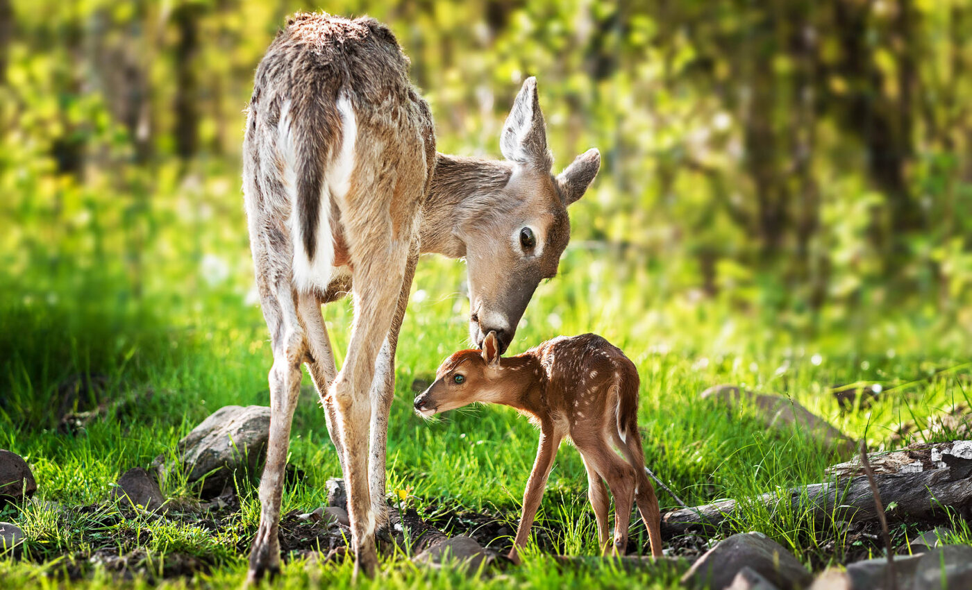 White-tailed deer are migrating north into caribou country due to warming climate