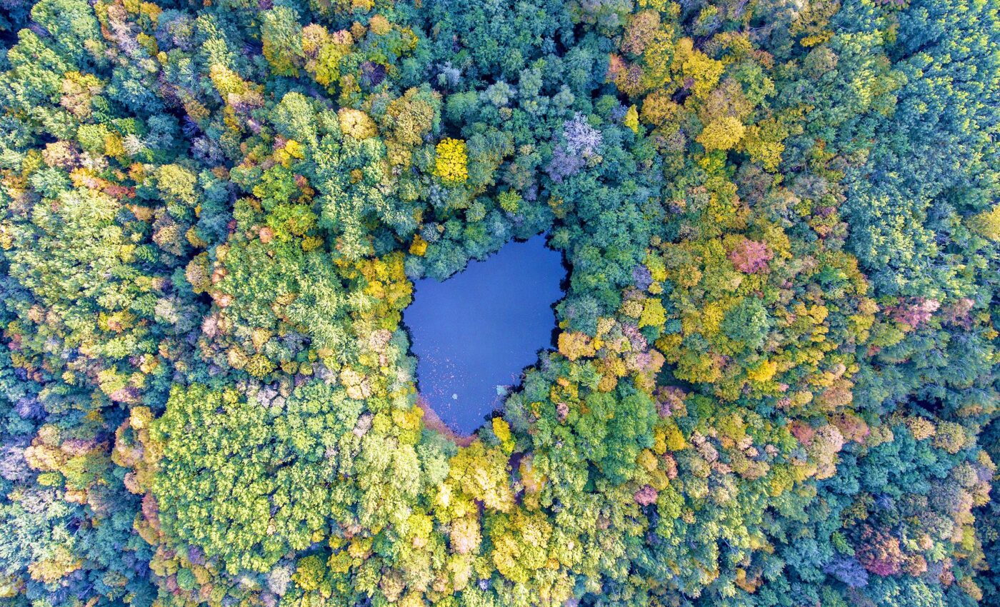 Forests with rich tree diversity adapt better to changing climate