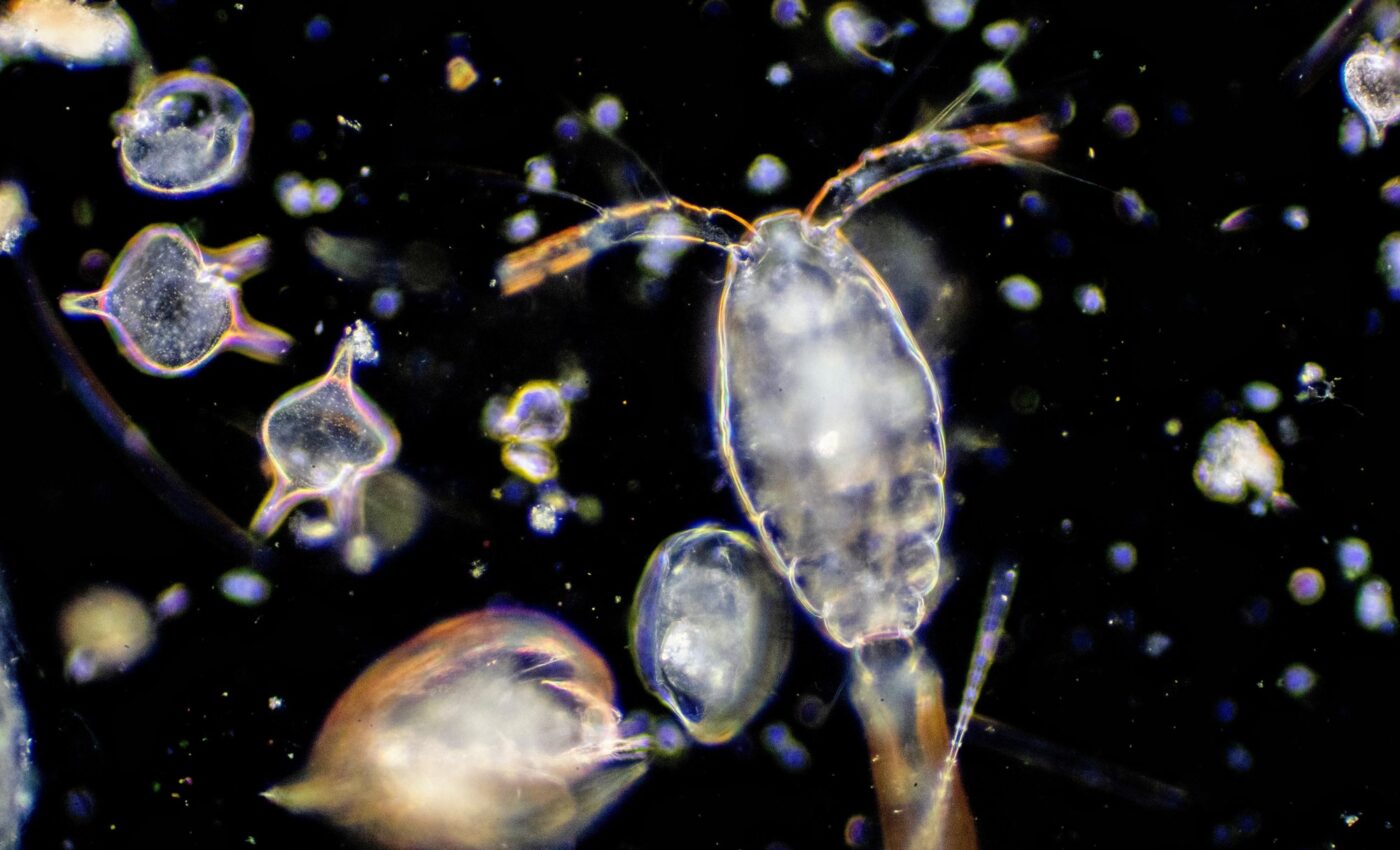 Plankton help predict ocean biodiversity losses