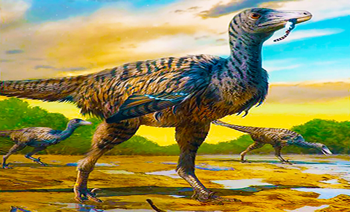 "Megaraptor" dinosaur named Fujianipus yingliangi discovered in China