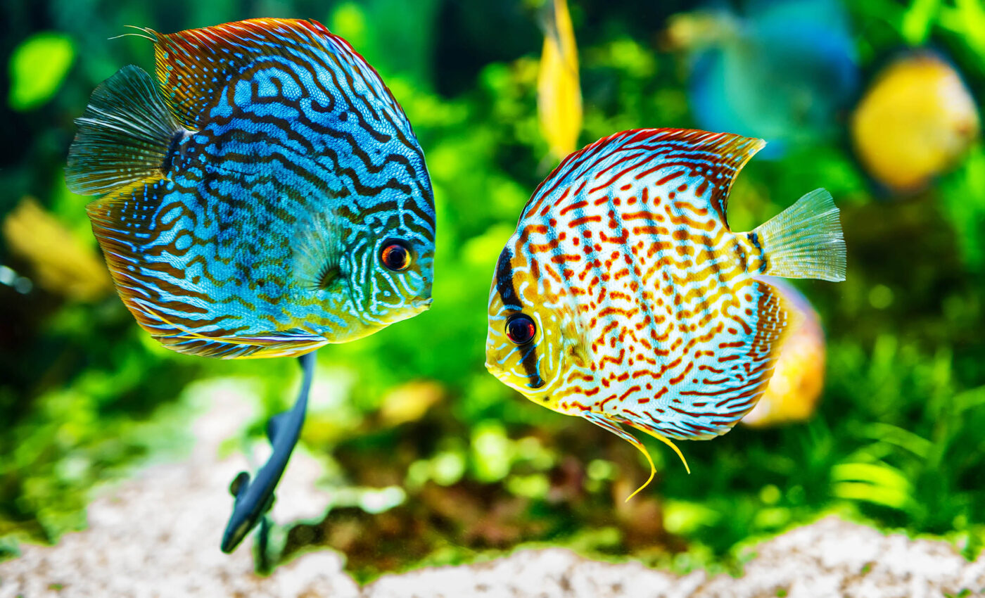 Animal curiosity boosts biodiversity in global ecosystems