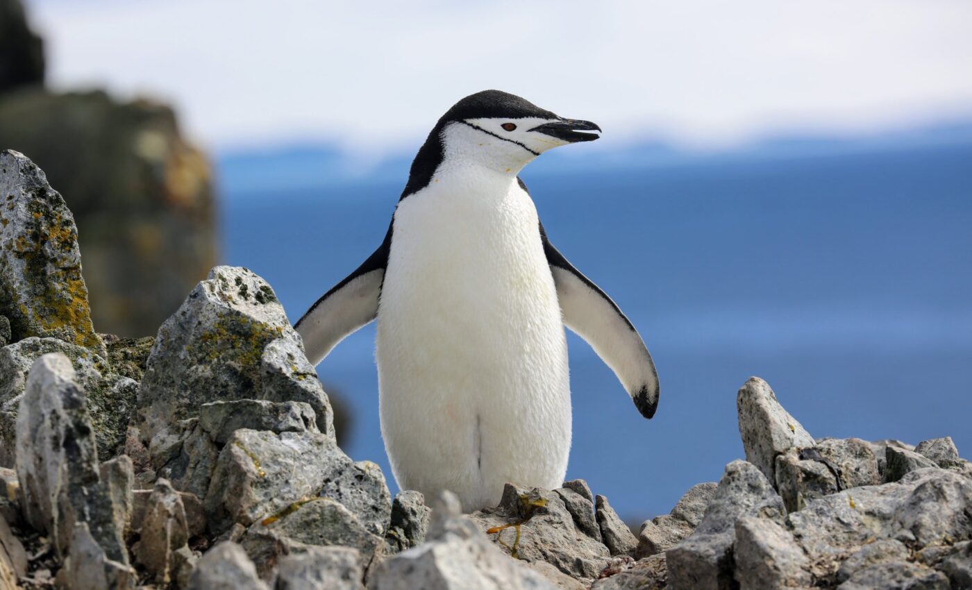 Antarctic ozone hole exposes wildlife to harmful UV radiation