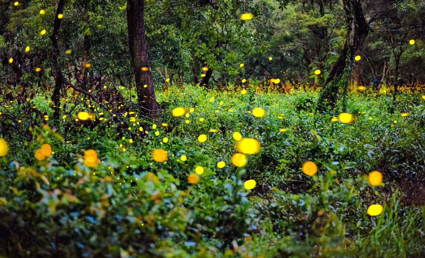 Firefly populations face multiple threats across North America