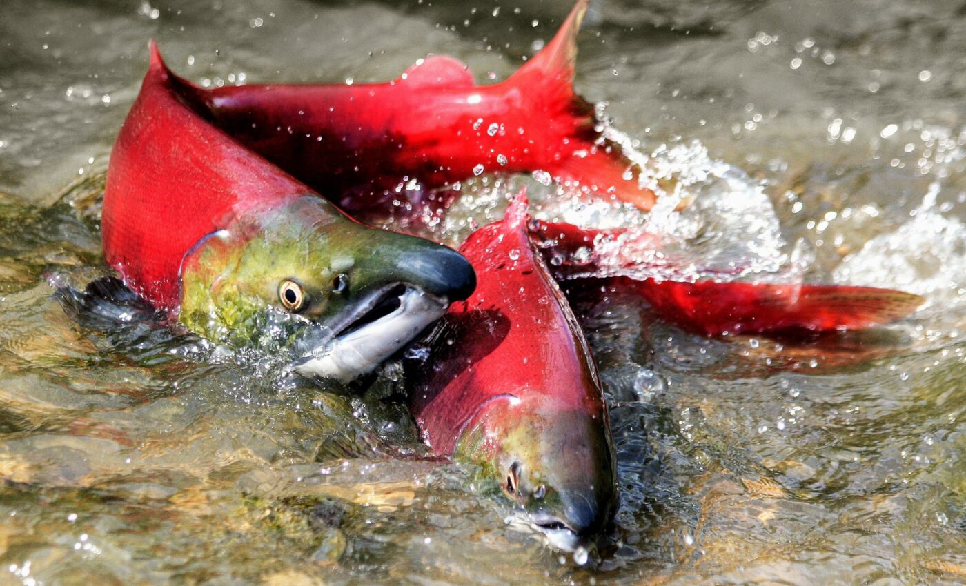 Giant prehistoric salmon had fearsome, tusk-like teeth