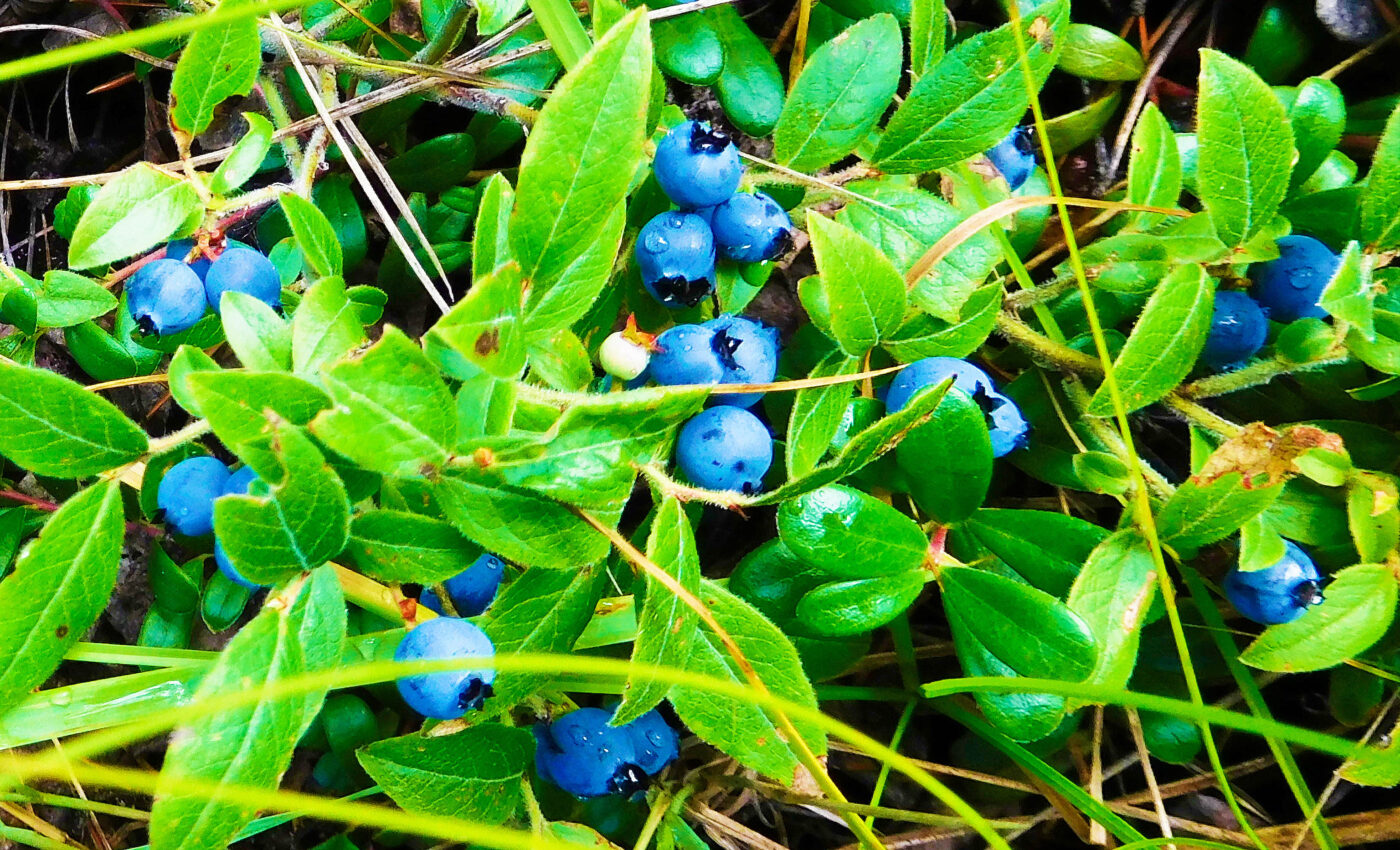 Ancient diets of early humans were richer in plants than expected