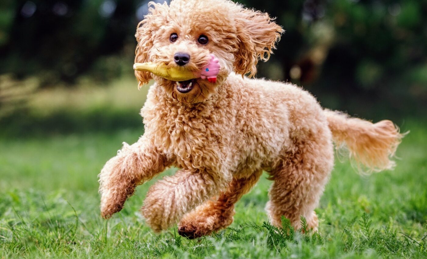 Medium-sized dogs have a greater risk of developing cancer