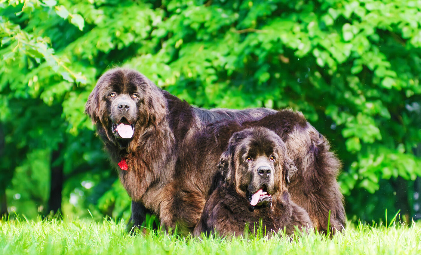 Purebred dogs are not more prone to disease than mixed-breed dogs