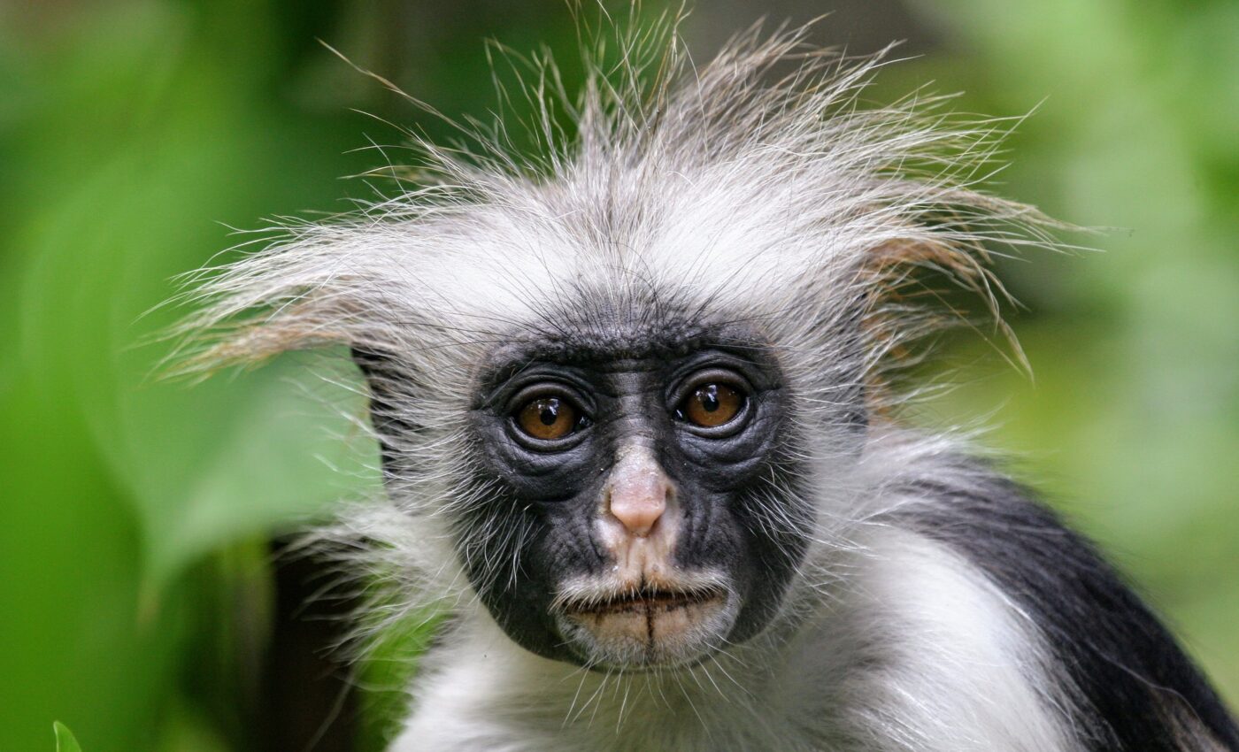 Red colobus monkeys are threatened by poachers in Africa