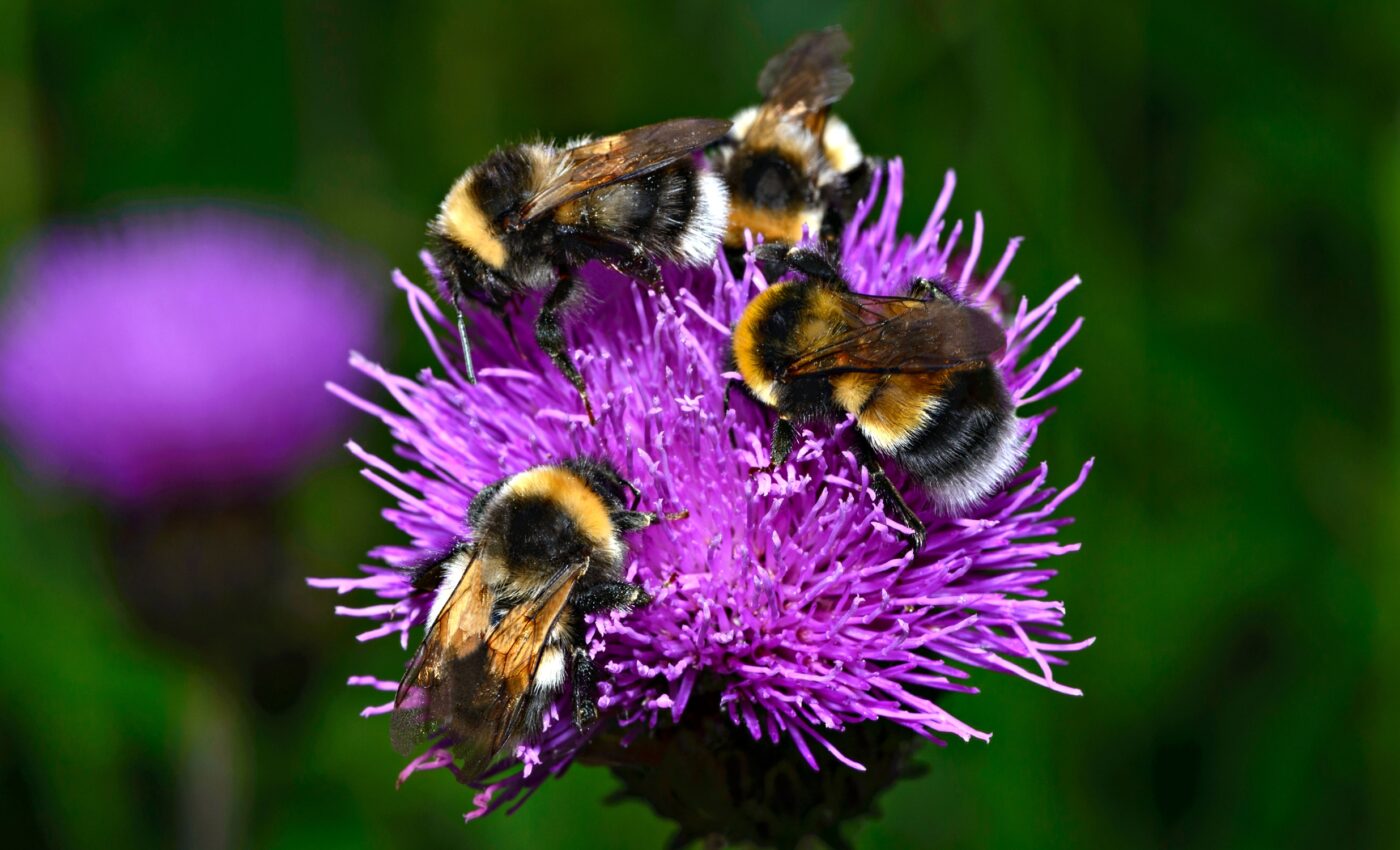 Bumblebees show surprising and highly adept teamwork skills