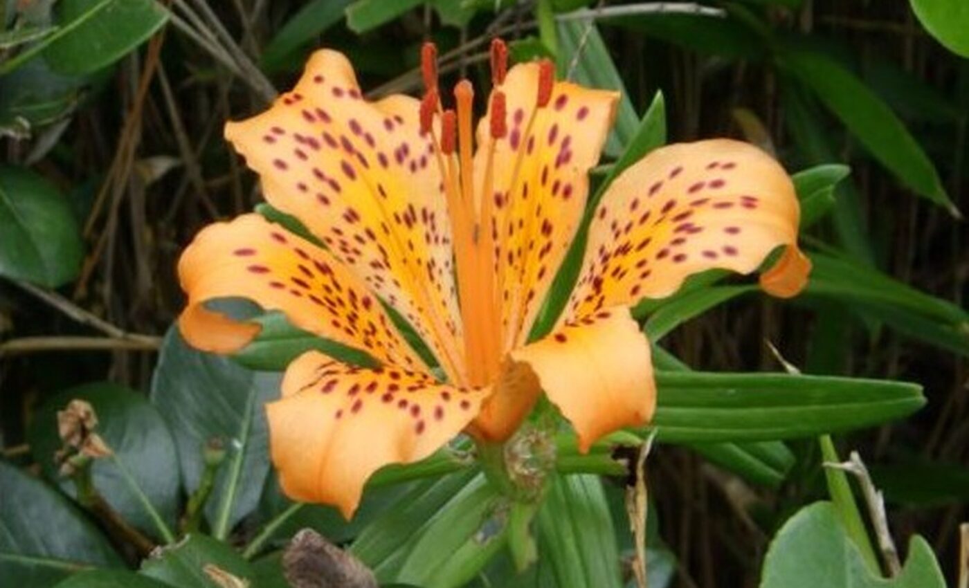 Japanese lily species discovered after more than a century
