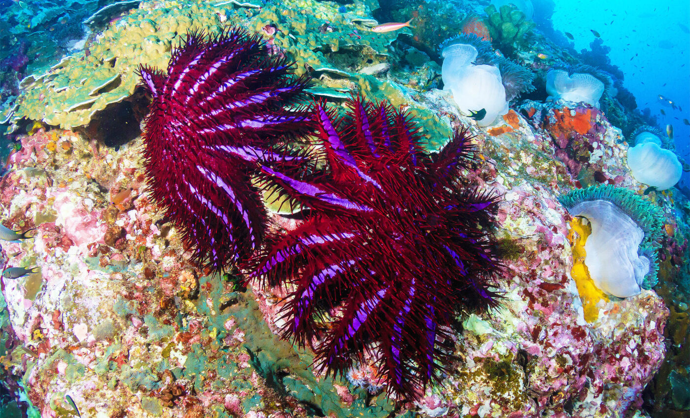 Killing crown-of-thorns starfish could save the Great Barrier Reef