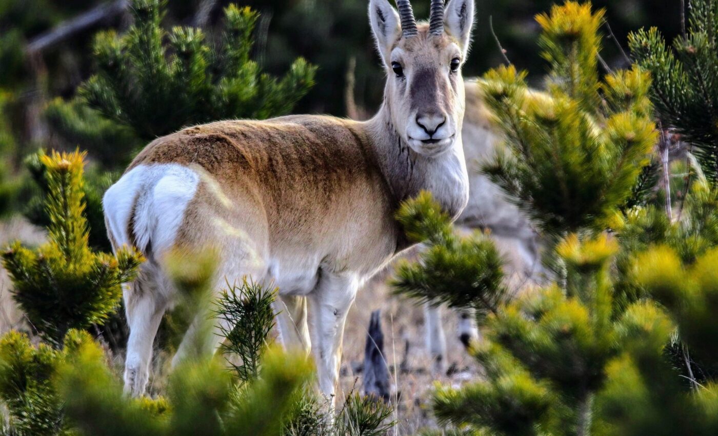 Two million Mongolian gazelles face major habitat loss from human activity