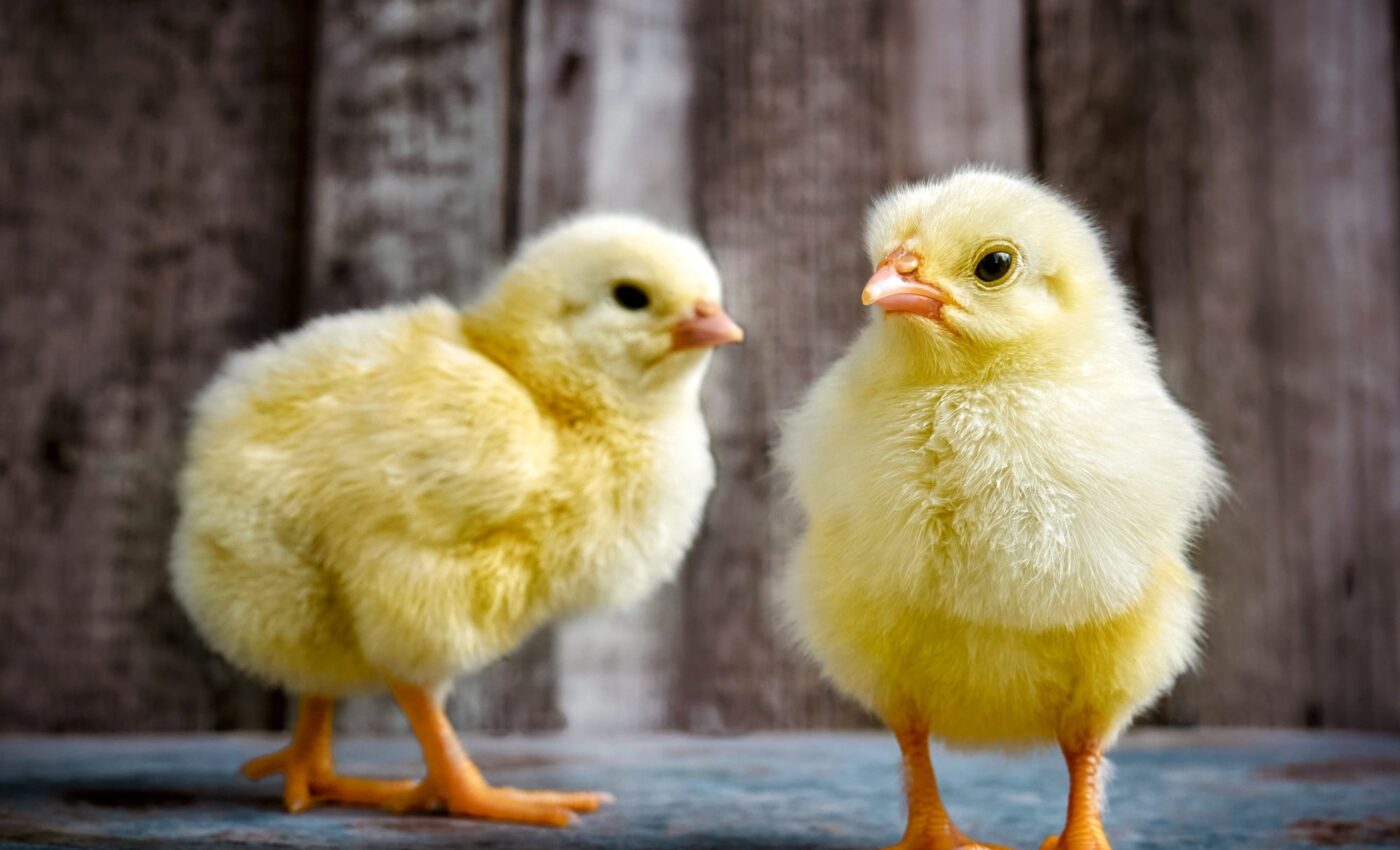 Chicks prepare for challenges in adulthood with 'play time'