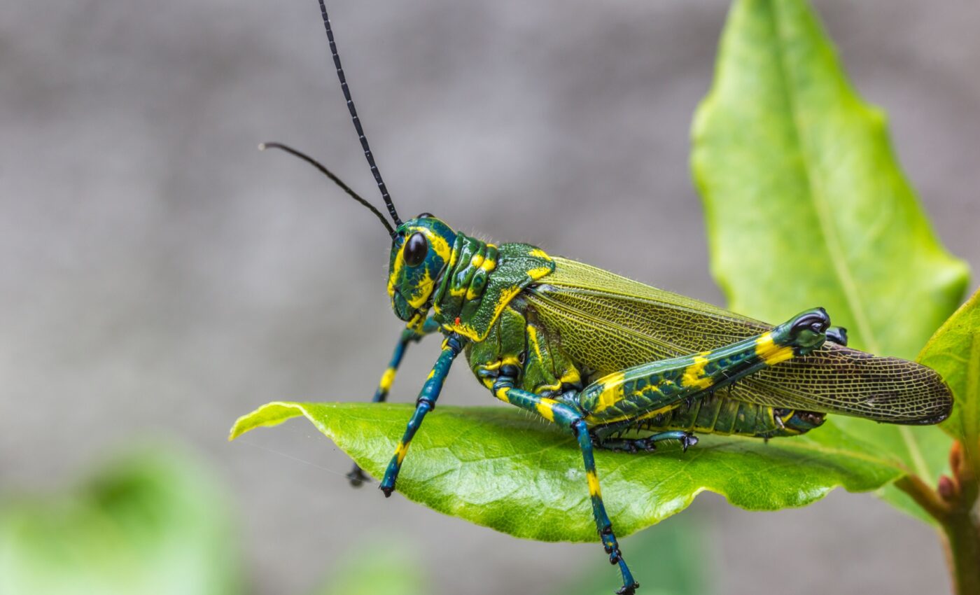 Many juvenile crickets cannot survive the strain of human noise