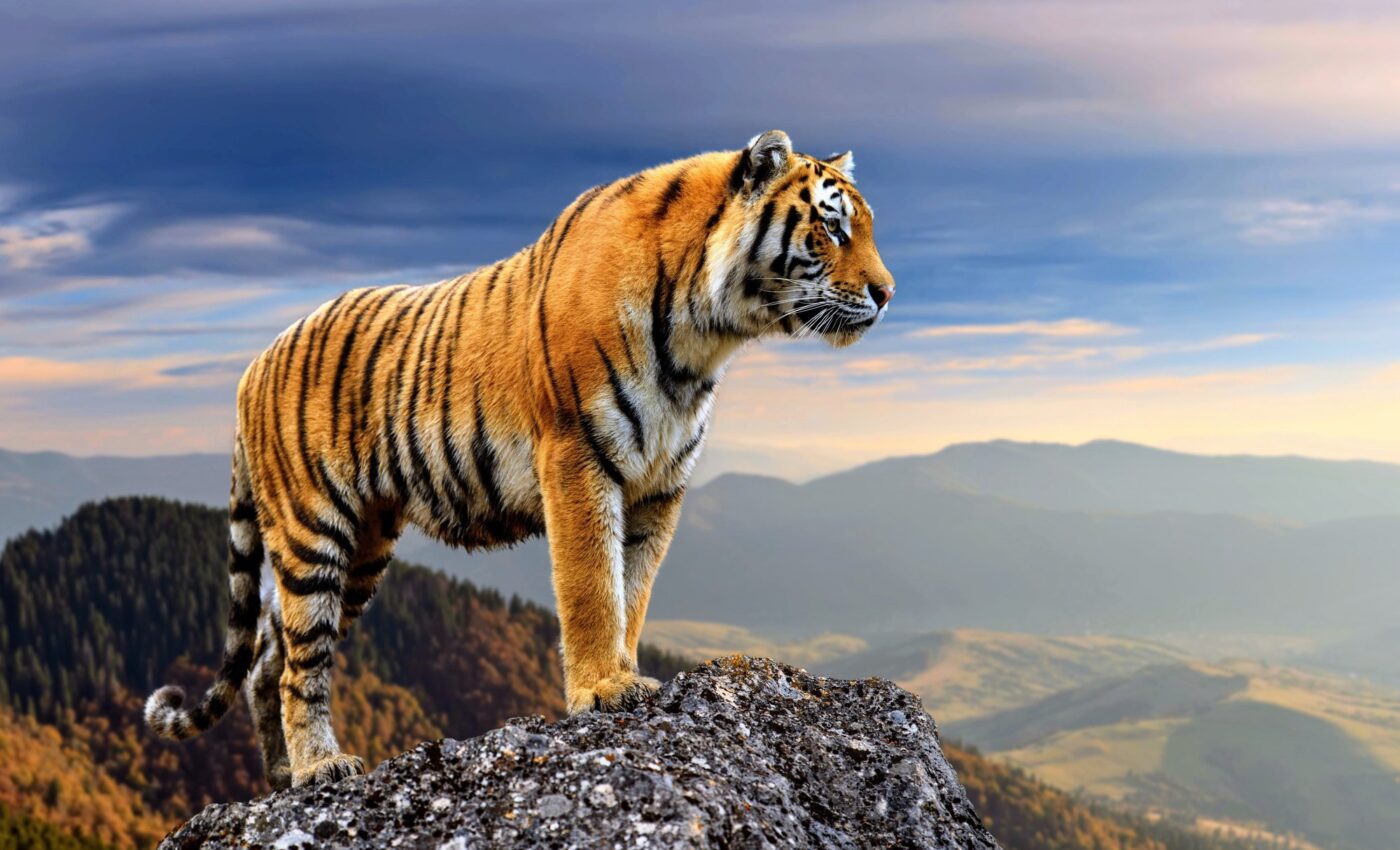 NASA is tracking endangered animal habitats from space