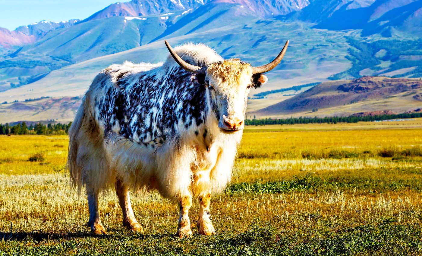 Endangered wild species find forbidden love in domestic animals