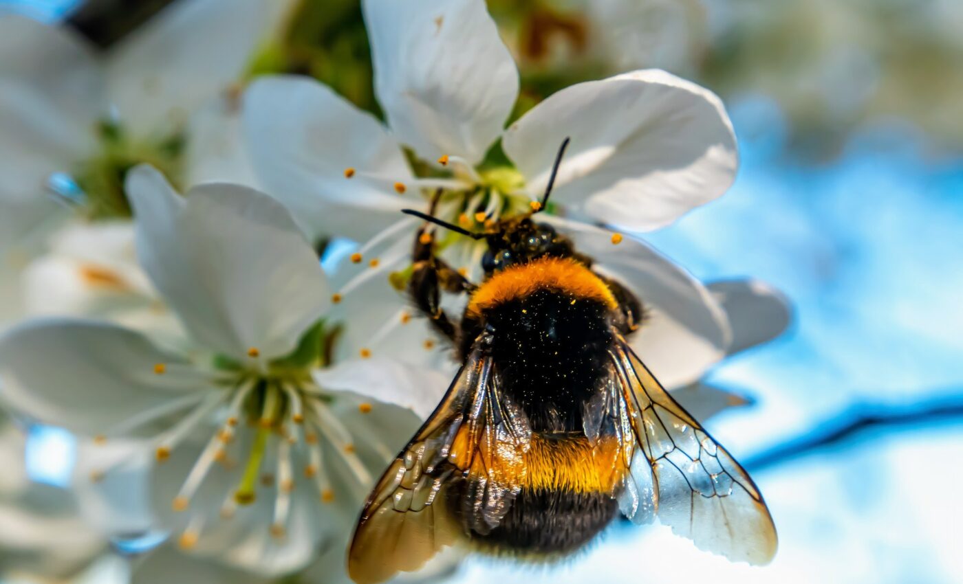 Rising temperatures are overheating bumblebee nests