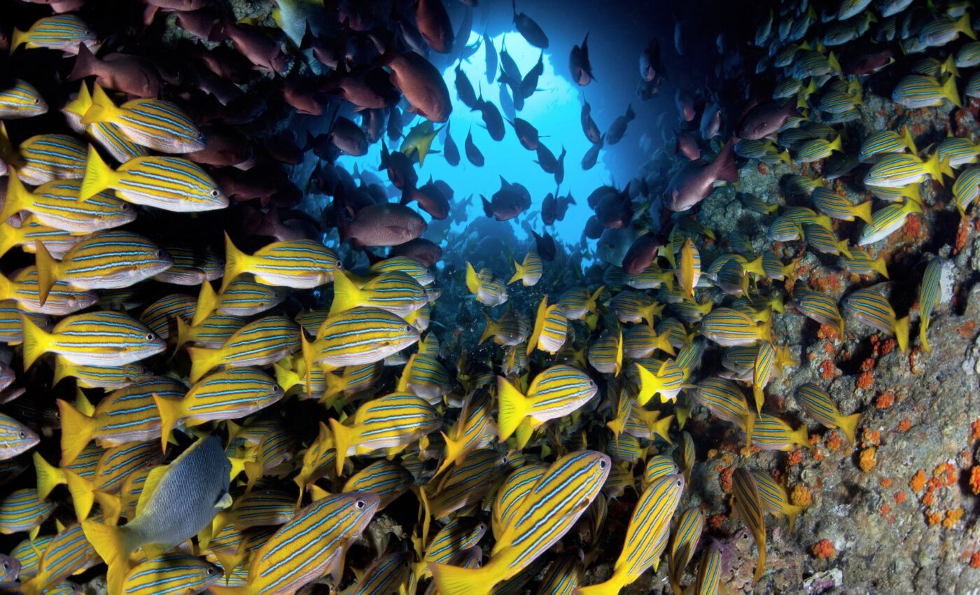 Five new hydrothermal vents discovered in the Pacific Ocean