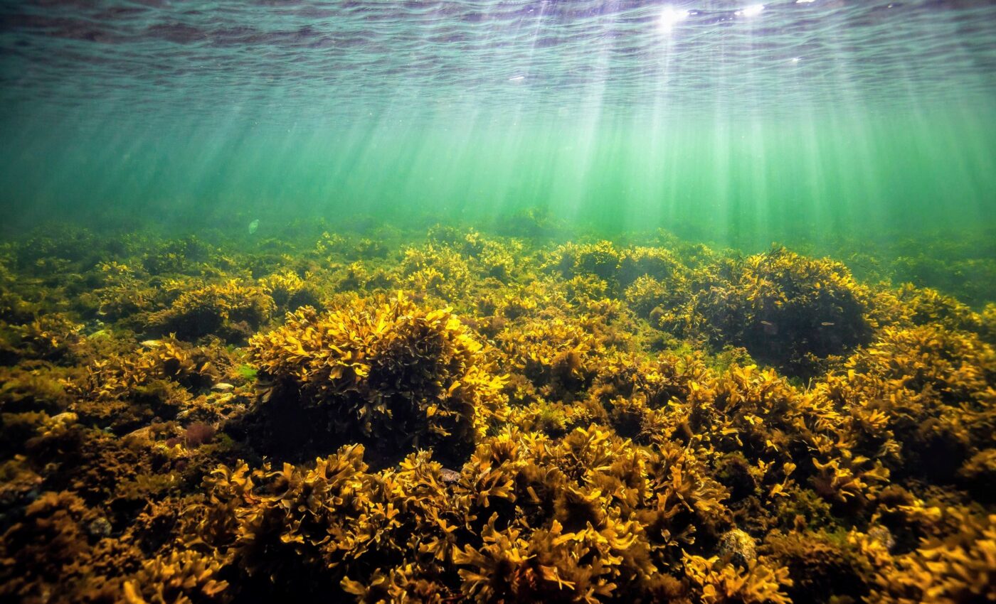 Toxic thallium levels are rising in the Baltic sea