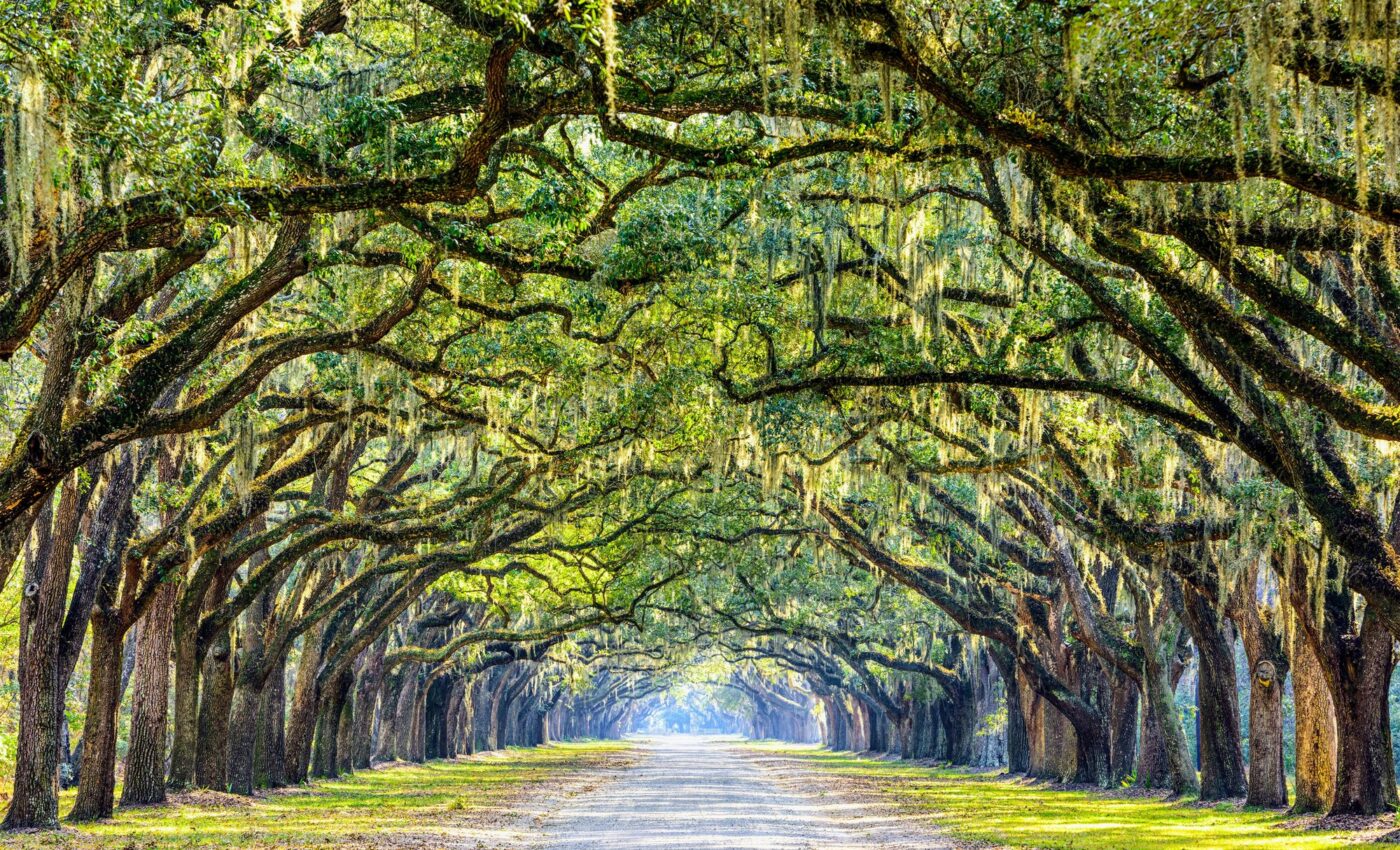 Oak trees show that allergy season is becoming longer and more intense