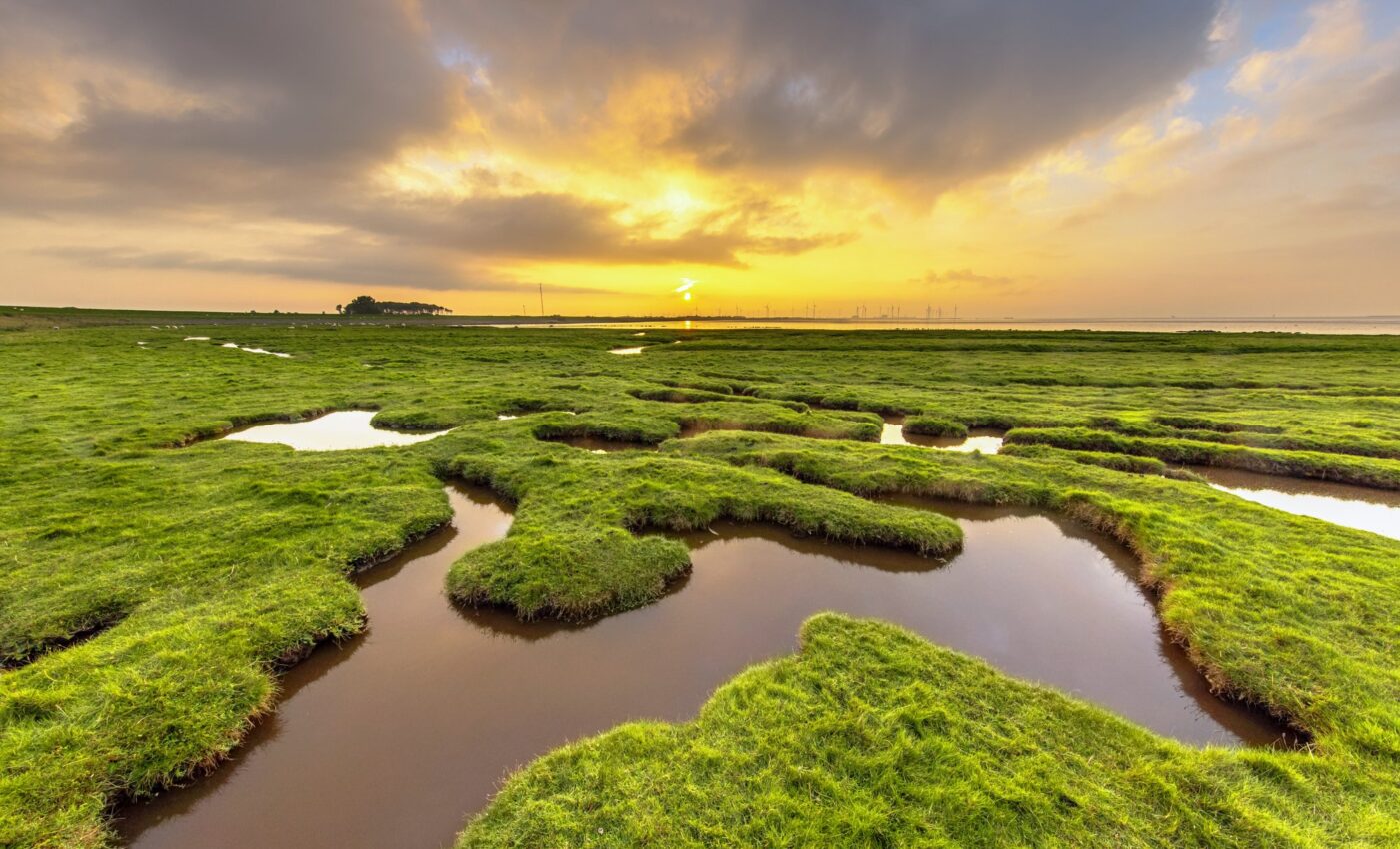 Water turbidity helps protect coastal ecosystems