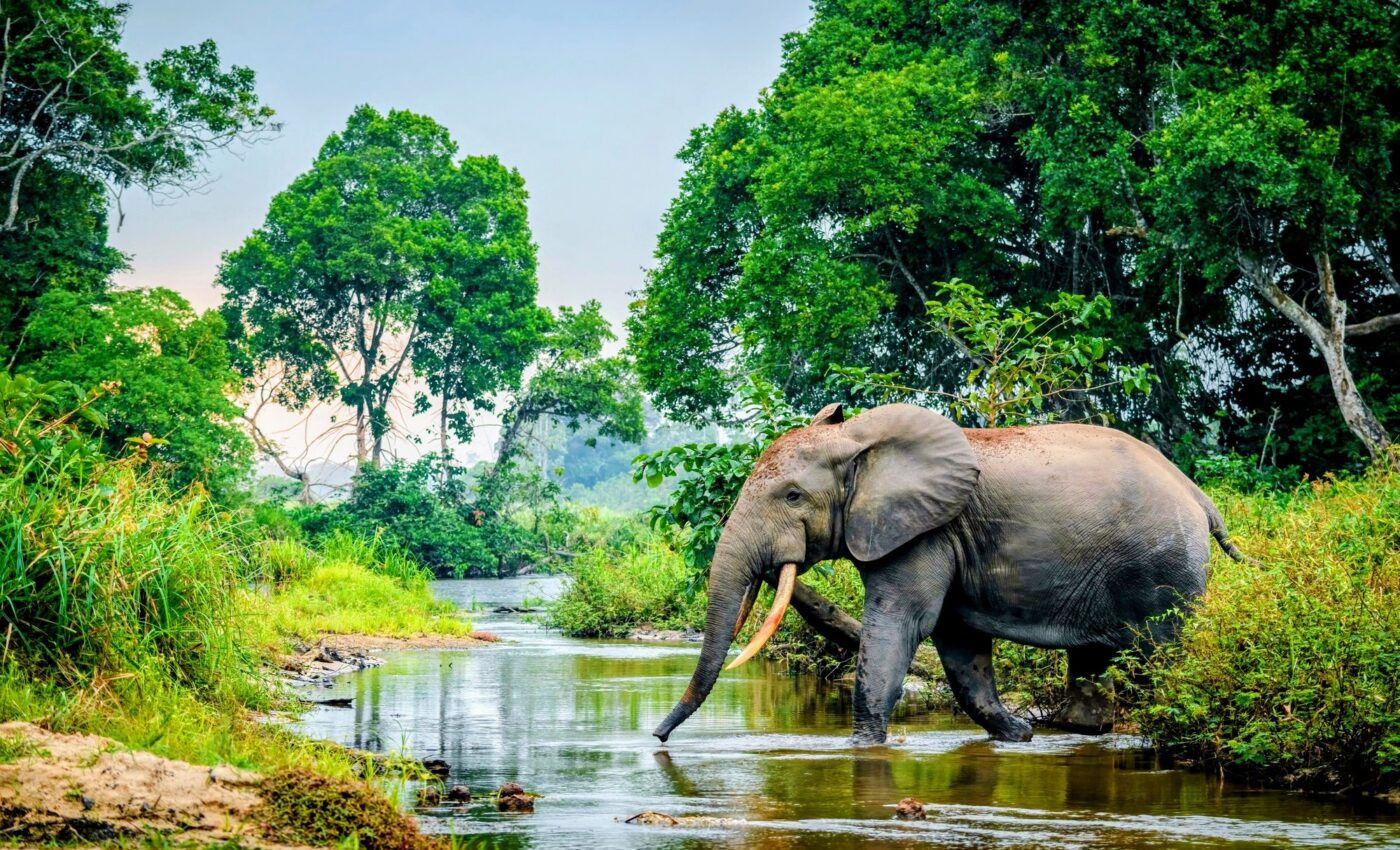 Africa's wet forests have seen an alarming rise in wildfires