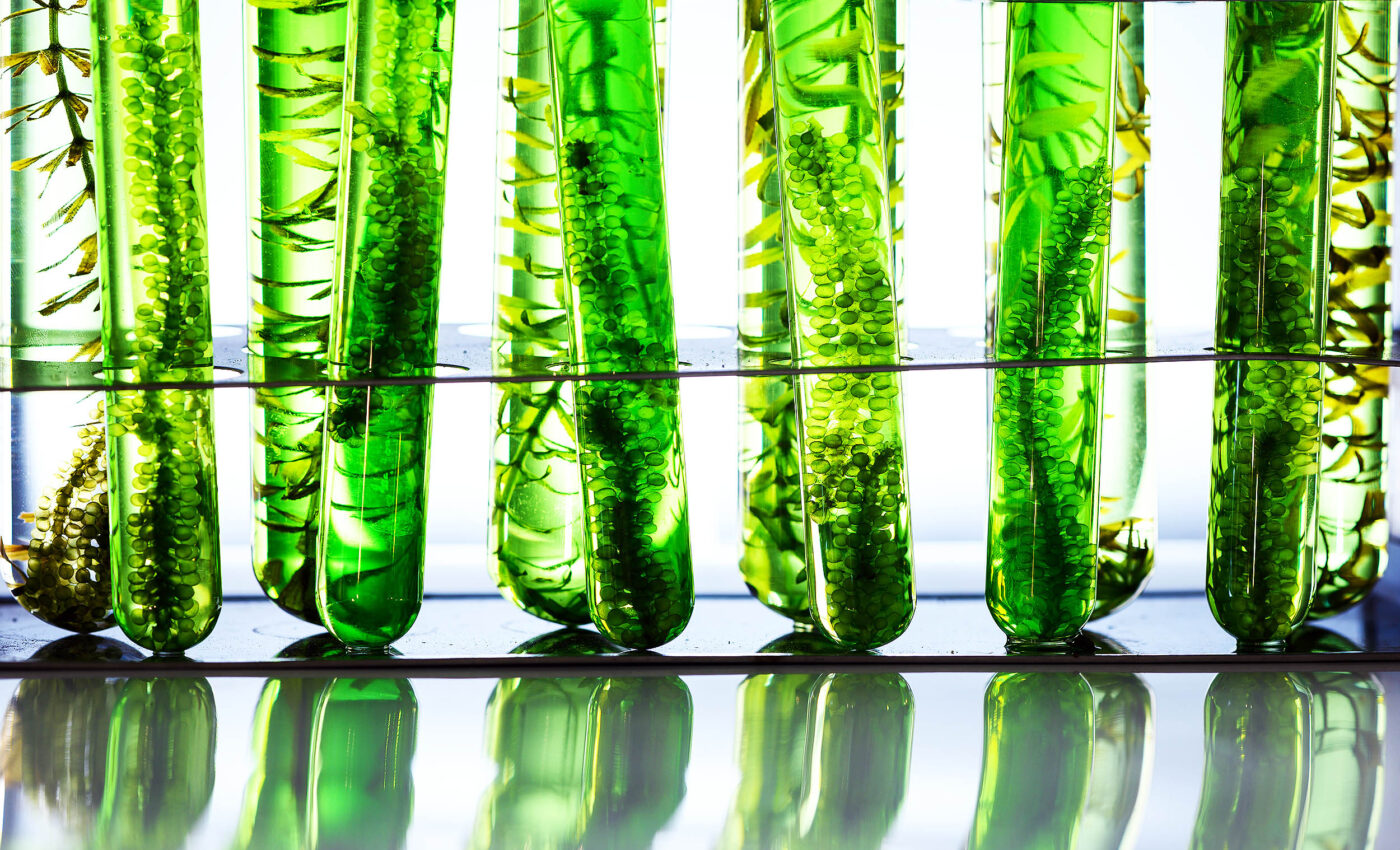 Plants emerged from 'star algae' to conquer Earth's landmass