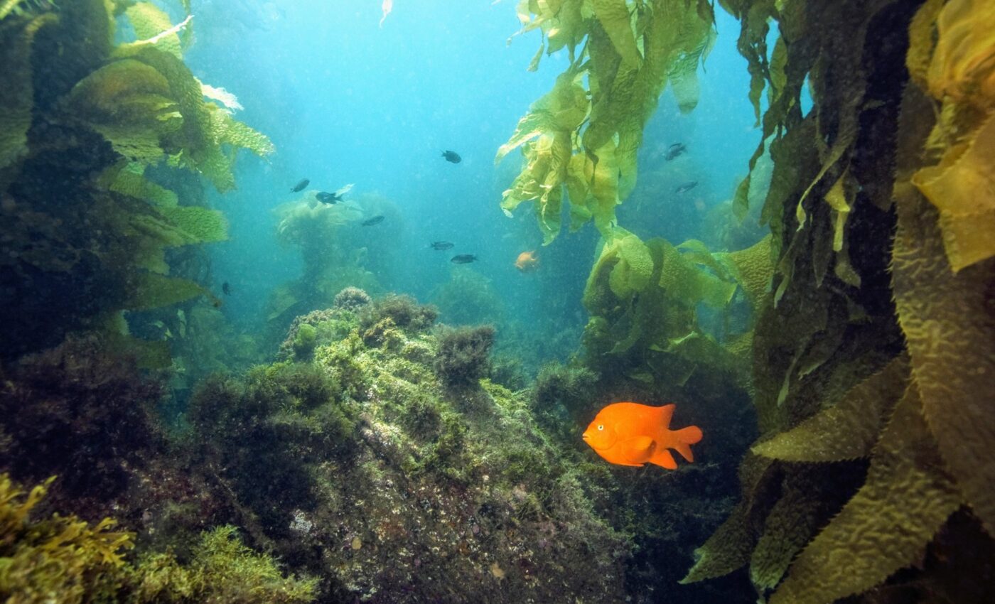 Toxic legacy: Decades-old DDT found in deep sea fish