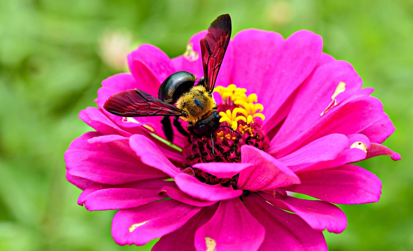 Bees' ability to withstand heat varies by size and sex