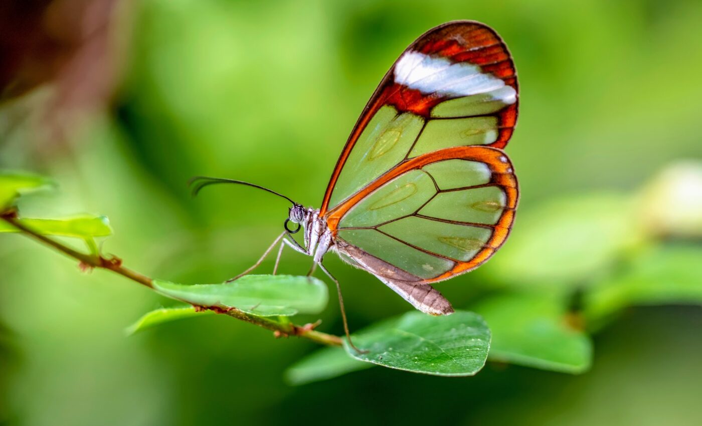 Technology offers new hope for declining insect populations