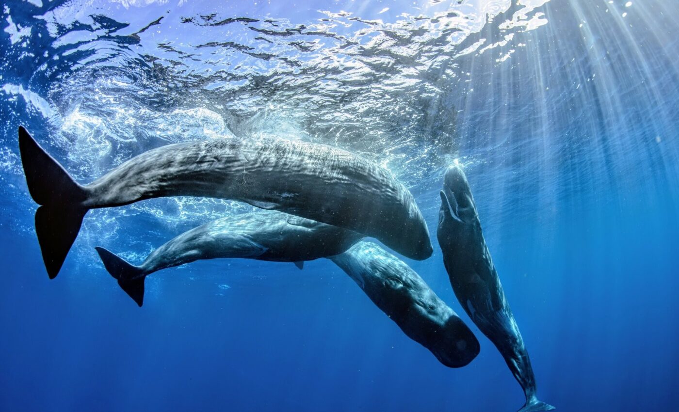 Sperm whales' communication "alphabet" decoded with AI algorithm