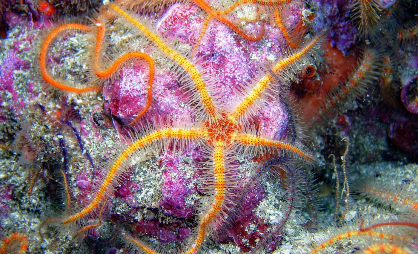 Deep-sea mining has deadly consequences for marine life