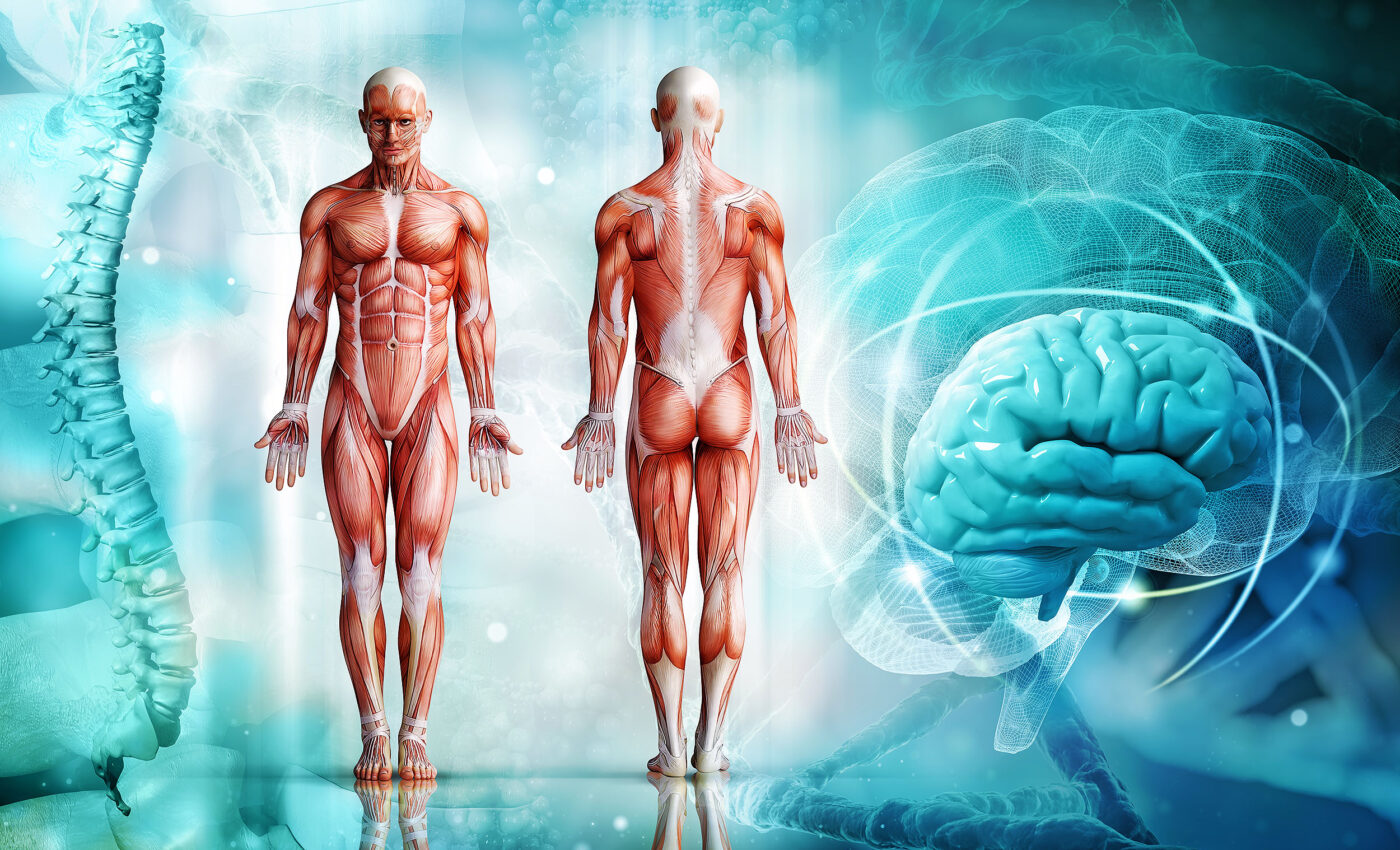 Syncing brain and muscle circadian rhythms slows aging