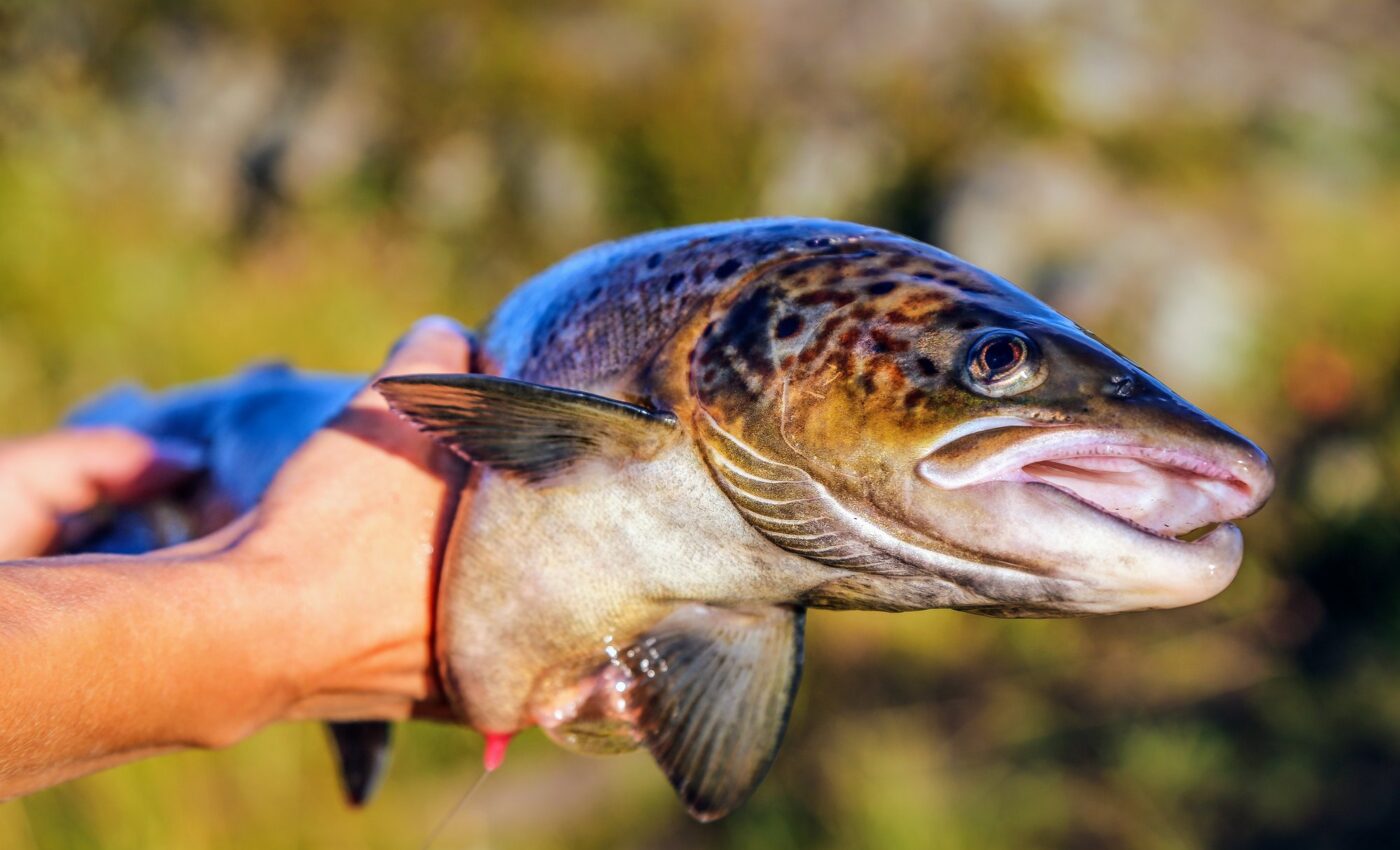 Early fishing season actually alters the genetic evolution of Atlantic salmon size