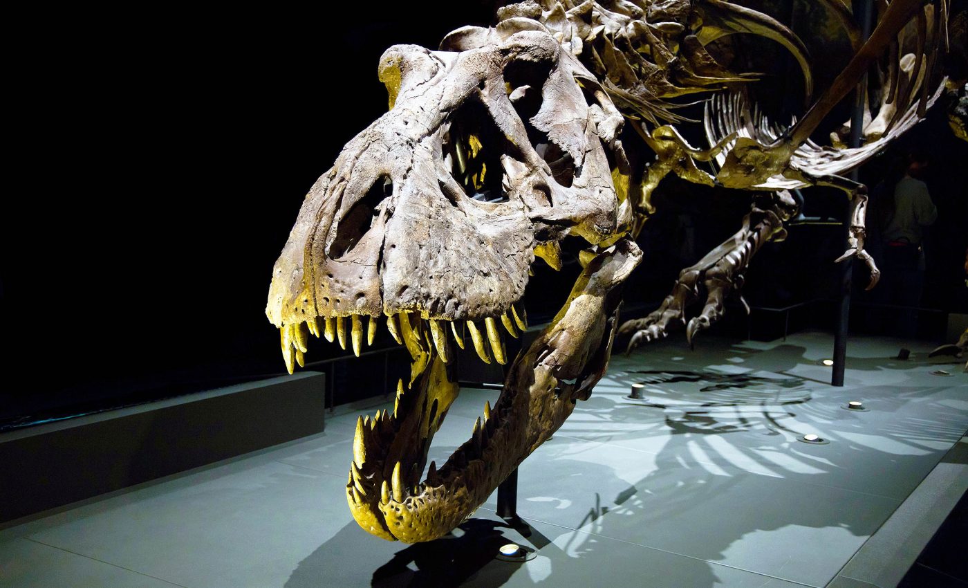 Was T. rex as smart as modern primates? Another study weighs in on the debate