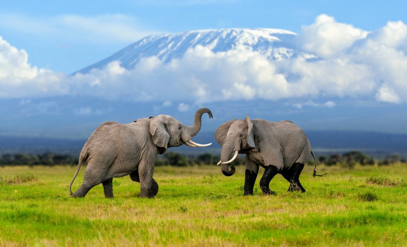 Elephants have heartwarming ways to greet their friends