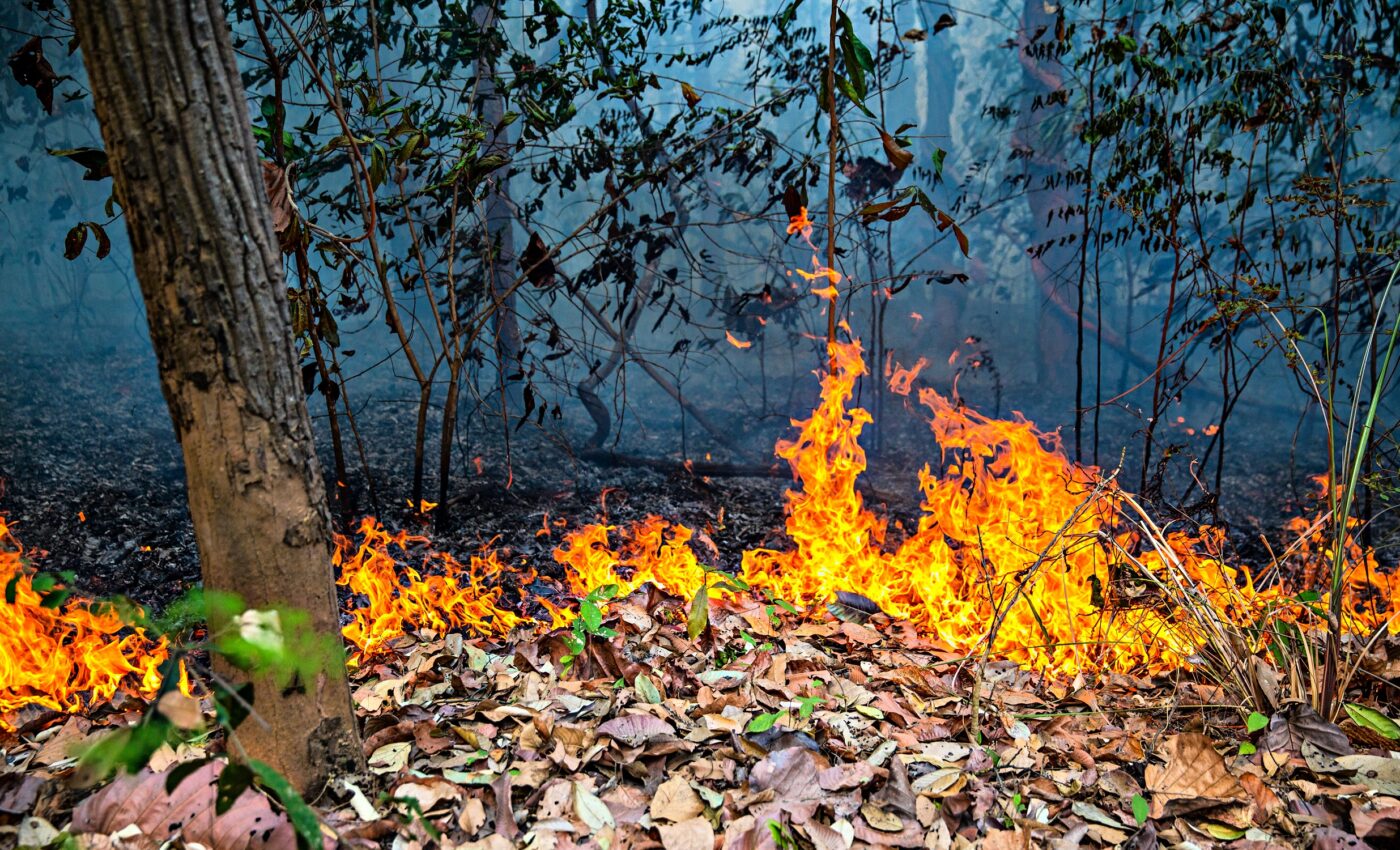Wildfires in old-growth Amazon forests increased by 152% in 2023